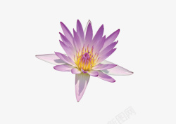 单朵紫莲花素材