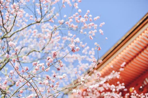 清清樱花风景壁纸背景