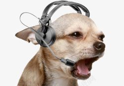 戴耳机的人张着嘴的小狗高清图片