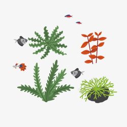 绿海藻卡通彩色热带鱼珊瑚藻高清图片
