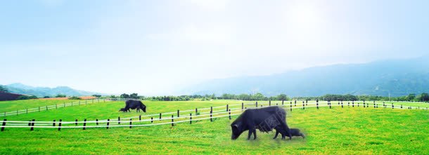 农业畜牧业牛背景bannerjpg设计背景_新图网 https://ixintu.com banner 农业 牛 畜牧业 背景