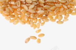 小麦粒素材