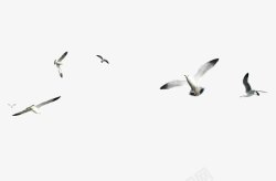 飞翔海鸥装饰设计图案鸽子放飞鸽子飞高清图片