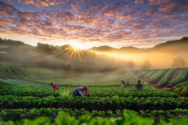 夕阳下采茶的人群jpg设计背景_新图网 https://ixintu.com 人群 夕阳 茶叶制作 采茶