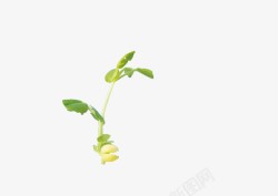 刚发芽一个刚发芽的豌豆苗高清图片