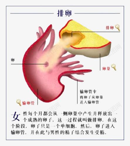 女性排卵原理png免抠素材_新图网 https://ixintu.com 原理 周期 女性 排卵 月经 私密