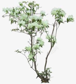 竖杆竖杆白花枝叶植物高清图片
