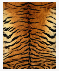 虎背贴图虎皮纹儿高清图片