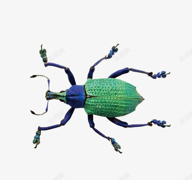 绿色的大甲虫png免抠素材_新图网 https://ixintu.com 动物 大甲虫 爬行动物 生物 甲虫 绿色 虫类