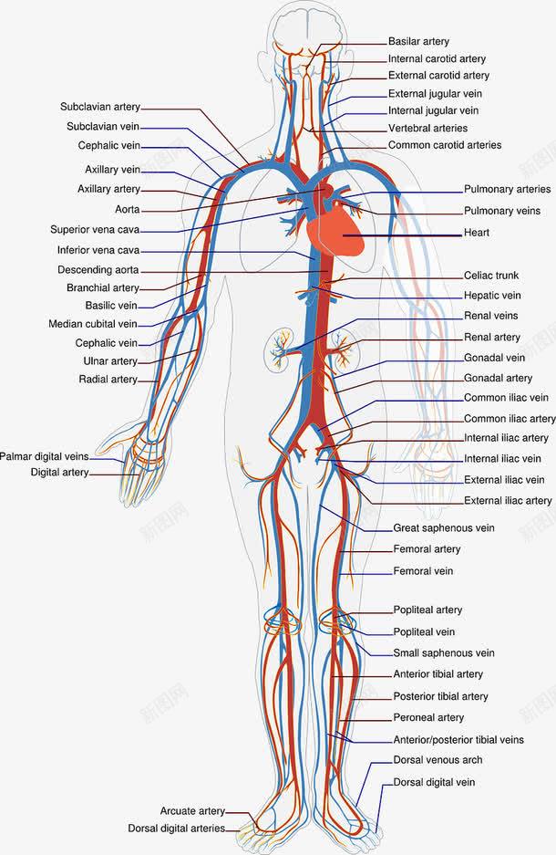 人体血液png免抠素材_新图网 https://ixintu.com 医疗 循环 解析图