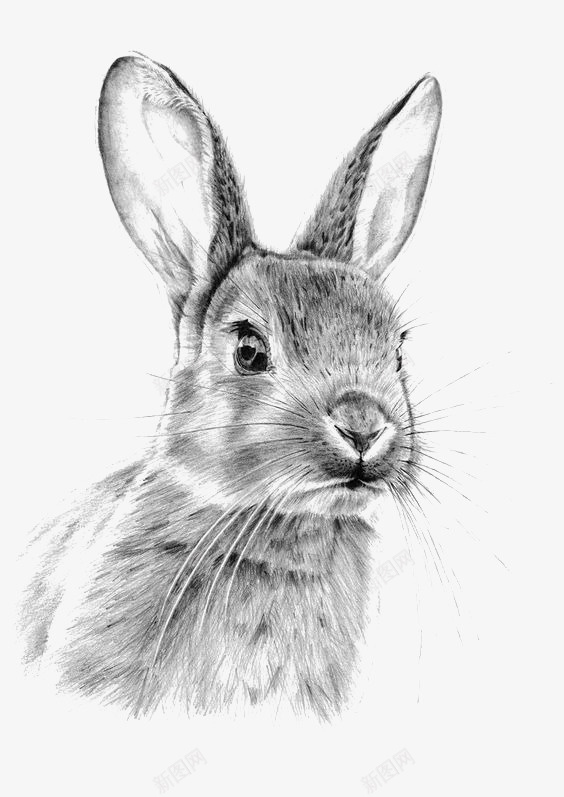 素描兔子png免抠素材_新图网 https://ixintu.com 动物 可爱 宠物 手绘兔子 素描