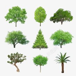 热带生物大树树木种类高清图片