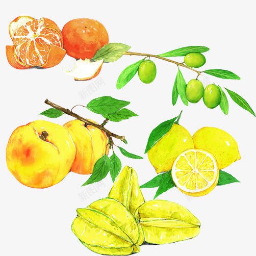 水果彩绘各种种类合集psd免抠素材_新图网 https://ixintu.com 手绘画 杨桃 柠檬 桃子 橄榄 橘子
