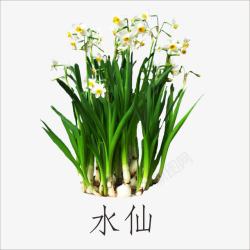 水仙素材