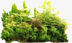 矮树热带丛林绿色夏天高清图片
