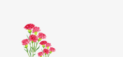白色花瓶粉色康乃馨水彩插画高清图片