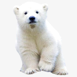 实物北极熊白熊可爱素材