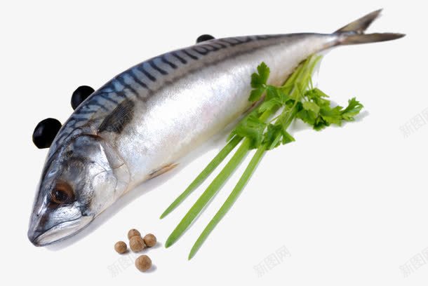 海鲜鱼png免抠素材_新图网 https://ixintu.com 新鲜 海产品 食物 鱼
