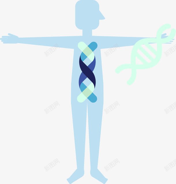 蓝色简约人体基因链png免抠素材_新图网 https://ixintu.com DNA双螺旋 人体 人类 医学 可爱 研究 蓝色