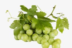 白葡萄素材绿叶白葡萄高清图片