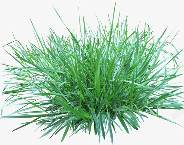 一堆绿色的小草png图片免费下载 素材7izuppppj 新图网 一堆绿色的小草png图片免费下载 素材7izuppppj 新图网