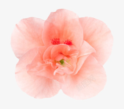 粉红色植物轻盈茂盛的一朵大花实素材