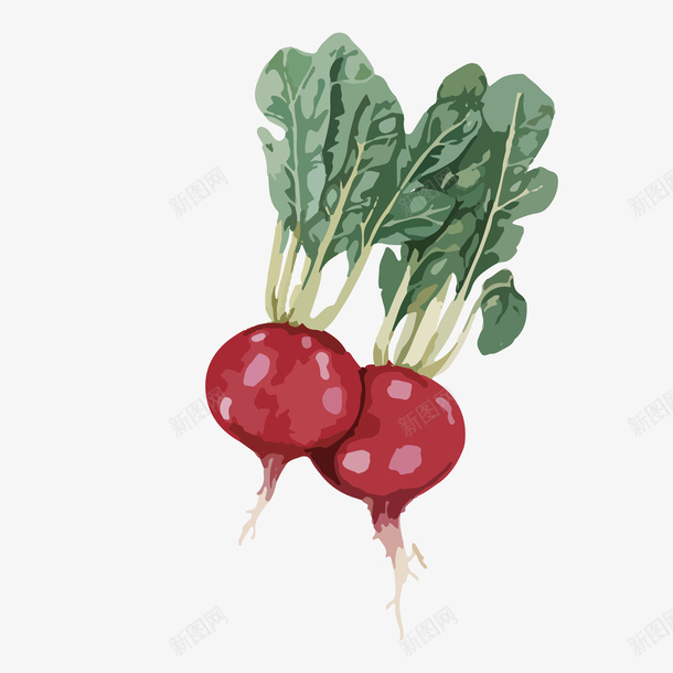 红色罗布png免抠素材_新图网 https://ixintu.com 卡通 小清新 彩绘 彩色 手绘 植物 水彩 红色 绘画 萝卜 蔬菜 装饰