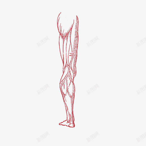手绘大腿组织矢量图ai免抠素材_新图网 https://ixintu.com AI免抠图 人体肌肉 卡通肌肉 平面设计 手绘肌肉 肌肉线条 肌肉组织设计 矢量图