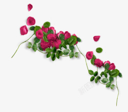 粉色玫瑰花漂浮装饰素材