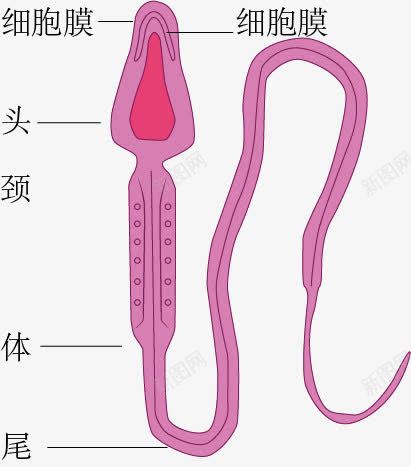 精子解析图png免抠素材_新图网 https://ixintu.com 生物 示意图 精子 细胞结构 解析图