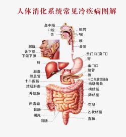 中医经络图人体系统消化图高清图片