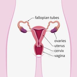 矢量卵巢女性子宫插图高清图片