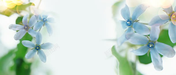 梦幻蓝色花朵背景jpg设计背景_新图网 https://ixintu.com 唯美 婚戒 宝石 对戒 珠宝 花朵 蓝色花朵 钻 钻石 首饰
