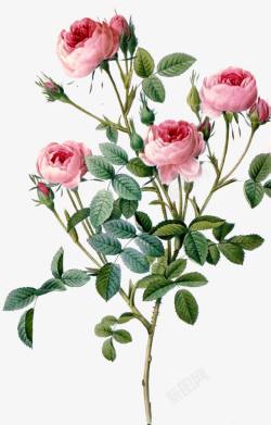 矢量花卉彩带刺的玫瑰花高清图片