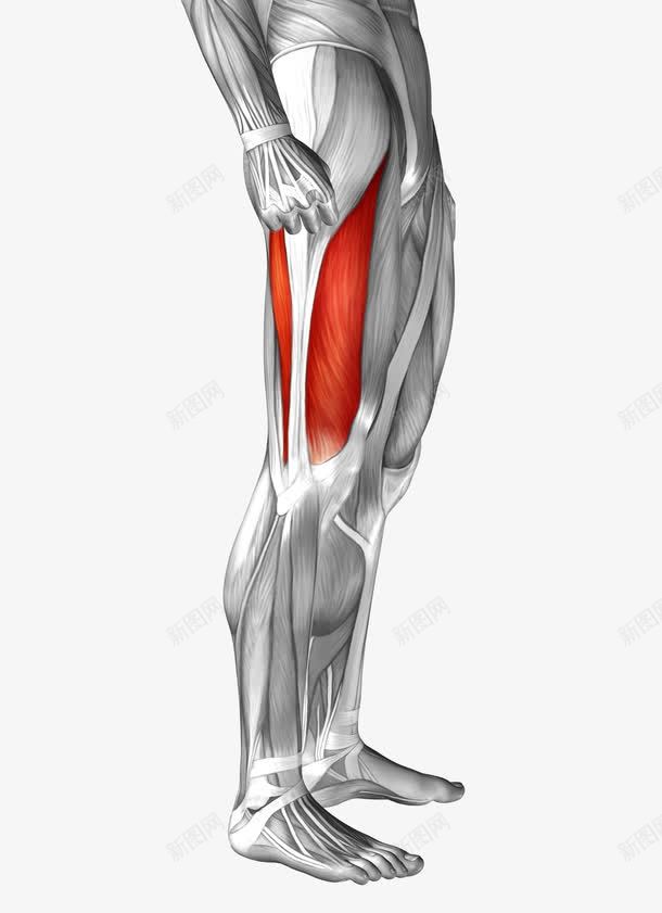 人体模型png免抠素材_新图网 https://ixintu.com 3d模型 医疗科学 男人腿部模型 肌肉组织 腿部
