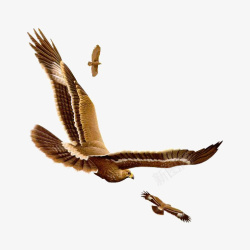 老鹰插画素材飞翔的雄鹰高清图片