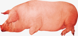 棕红色猪开春畜牧业宣传棕红色农家土猪配高清图片