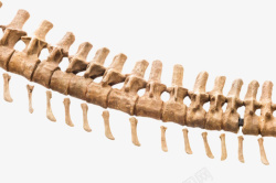 嵴椎恐龙局部骨架化石实物高清图片