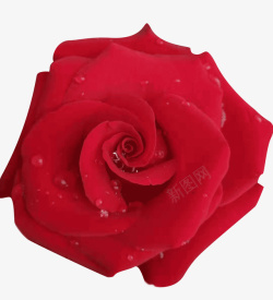 瑰红色水珠背景红色新鲜玫瑰花高清图片