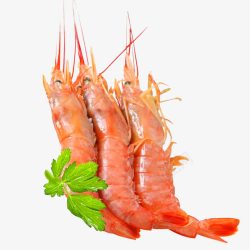无污染食材怡仙来阿根廷红虾高清图片