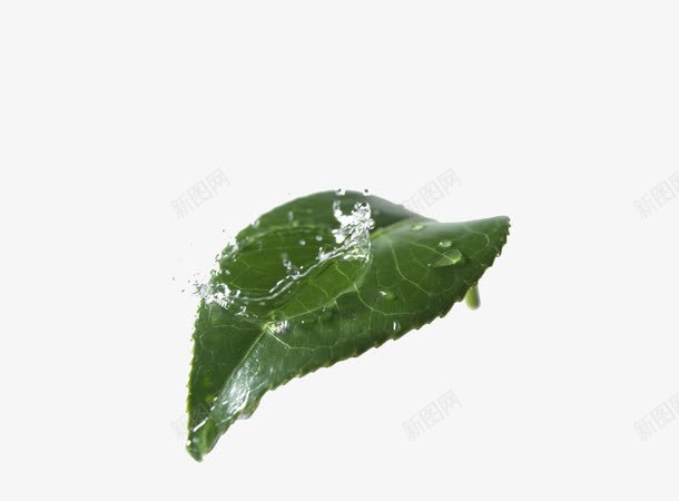 水滴滴在茶叶上png免抠素材_新图网 https://ixintu.com 叶子 植株 植物 水滴 绿色 茶叶