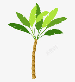 热带植物免费小叶子亚热带树木灌木树椰树矢量图高清图片