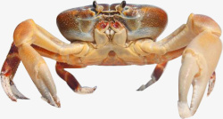 螃蟹抠图海鲜河鲜活螃蟹抠图高清图片
