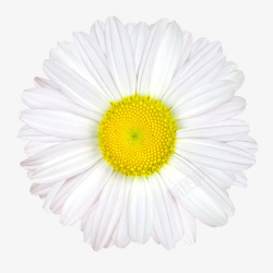 一朵葵花白色有观赏性黄色花芯的一朵大花高清图片