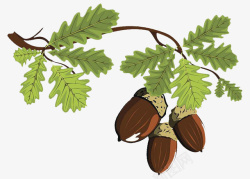 栎树的果实卡通绘画三颗橡树果高清图片