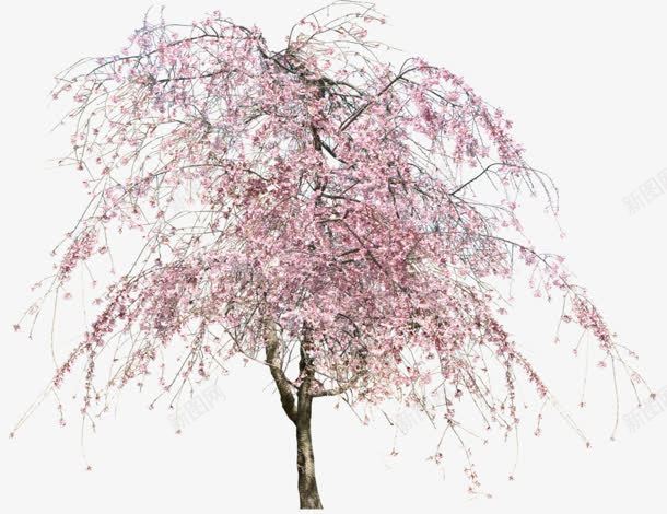 粉色的樱花树png免抠素材_新图网 https://ixintu.com 樱花树 水彩 粉色