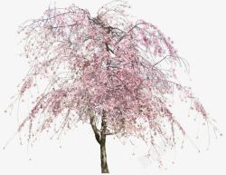 粉色的樱花树素材