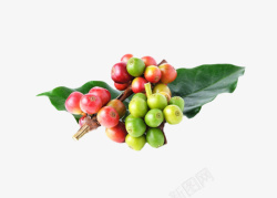 堆叠树叶png一串在树枝上的咖啡果实物高清图片