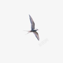 野生动物的翅膀飞翔的燕子高清图片