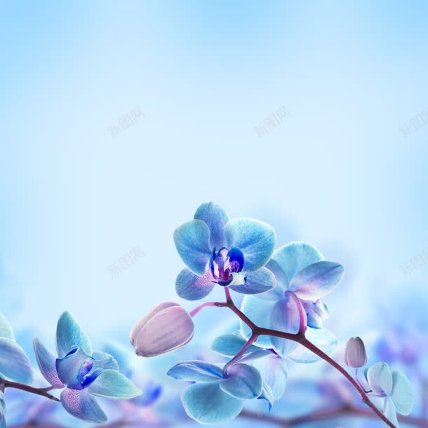 蓝色蝴蝶兰花朵海报背景jpg设计背景_新图网 https://ixintu.com 海报 背景 花朵 蓝色 蝴蝶
